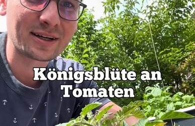 Erste Blüte bei Tomaten abschneiden?
