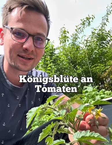 Grünerdaumen Havelland Tomaten Königsblüte Gartentipps Garteninfluencer