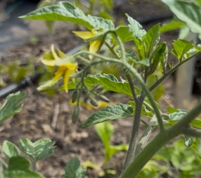 Grünerdaumen Havelland erste Blüte an Tomaten